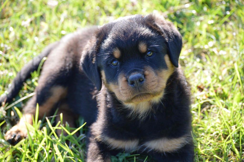 Accueil - Elevage Rock Island - eleveur de chiens Rottweiler